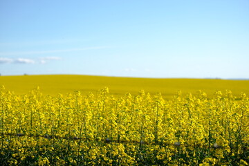 rapeseed field