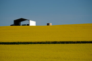 landscape with a barn rapeseed field 