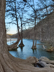 Bald Cypress Trees in the Frio River in Garner State Park, Texas
