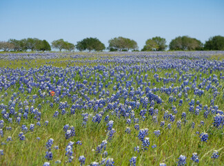 Bluebonnets or lupines in a Texas Field in the spring.