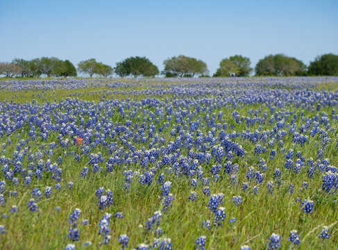 Bluebonnets or lupines in a Texas Field in the spring.