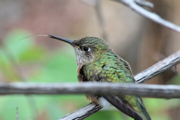 hummingbird on a branch