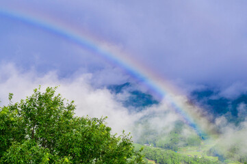 rainbow over the forest