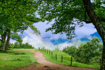 rainbow on the forest