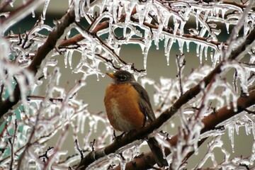 Robin