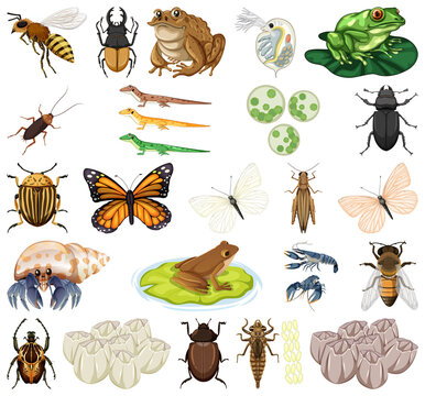 Different kinds of insects and animals on white background