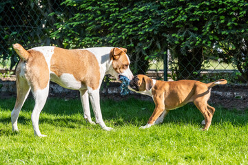 Naklejka na ściany i meble German Boxer dog and a mix dog playing together on the green grass in the garden