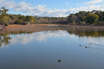 オオバンやヒドリガモが泳ぐ池の周囲の地平付近に雲が並んでいる風景