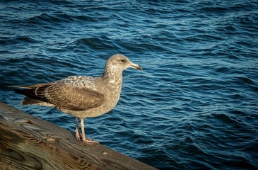 Brown seagull in selective focus, standing on wet wooden railing of a pier, with lightly rippling blue waves of the bay behind.