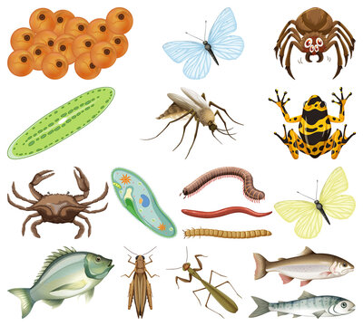Many insects and animals on white background