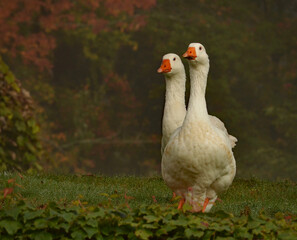 Geese in the mist