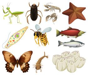 Different kinds of insects and animals on white background