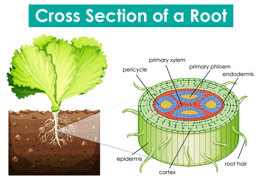 Diagram showing cross section of a root