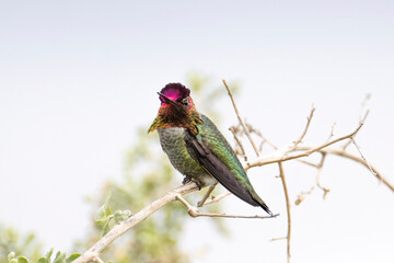 Anna's Hummingbird sitting on a branch with its feathers flared