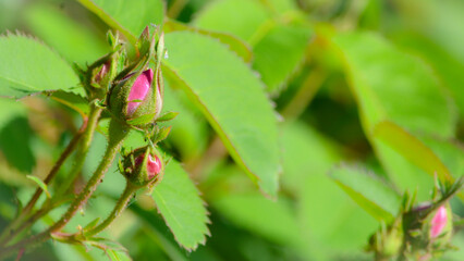 Young red rose buds in the garden in spring