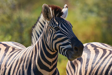Fototapeta na wymiar Black and white beauty of the wild. Shot of two zebras grazing in the wild.