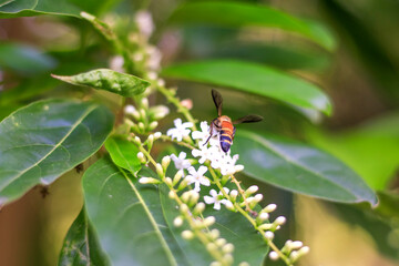 bee on white flower, eating pollen, natural.