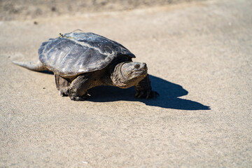 Common snapping turtle crawling on land. Turtle in natural habitat.