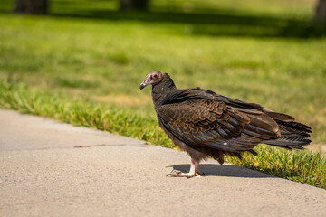 Turkey vulture (Cathartes aura) stands on a path in the park. Wildlife photography.