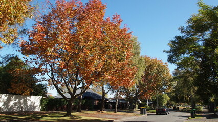 Naklejka premium Autumn leaves