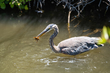 Great gray heron (Ardea cinerea) holds a crayfish in its beak.