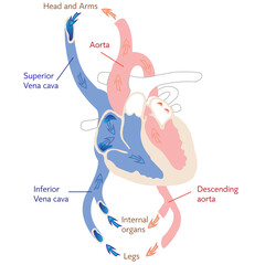 The systemic circulation carries blood between the heart and body