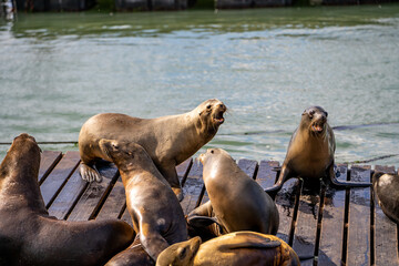 Fototapeta premium Sea ​​lions roar at each other.