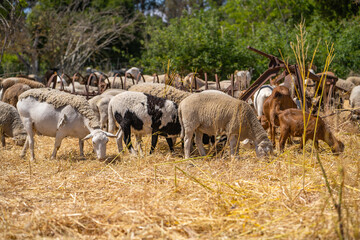 Obraz na płótnie Canvas Herd of goats and sheep graze on the farm.