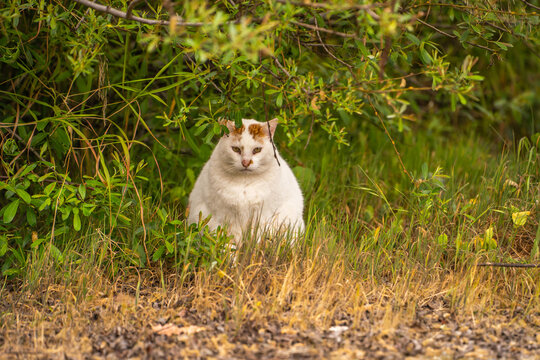Wild pregnant cat sits in the grass.