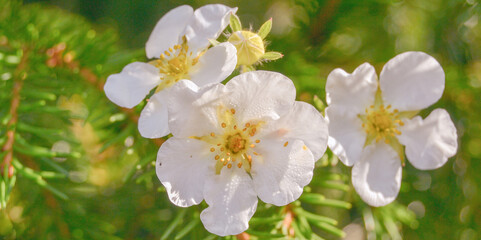 White flowers potentilla fruticosa manchu in the garden.