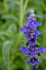 Blue Salvia flowers blooming at a garden in Chiang Mai, Thailand.