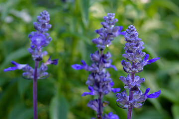 Blue Salvia flowers blooming at a garden in Chiang Mai, Thailand.