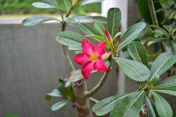 Red pink frangipani flowers in the garden