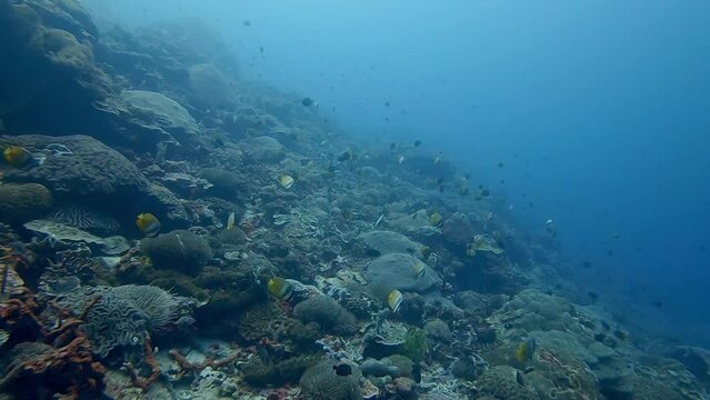 Huge amount of Sunburst Butterflyfish feeding in blue water above a coral reef