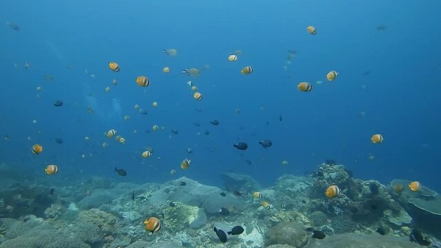 Bright yellow Sunburst Butterflyfish feeding above a coral reef in gentle current