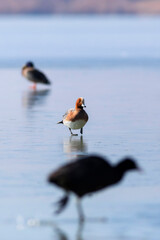 Duck. Blue water background. Bird: Eurasian Wigeon. 