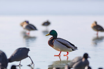 Lake and duck. Mallard (Anas platyrhynchos)