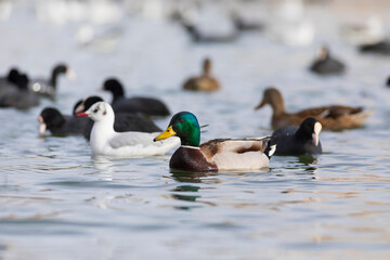 Fototapeta premium Lake and duck. Mallard (Anas platyrhynchos)