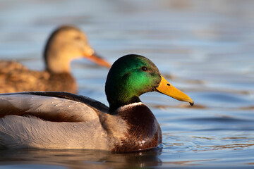 Lake and duck. Mallard (Anas platyrhynchos)
