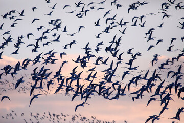 Birds flying in the sky. Sunset sky background.