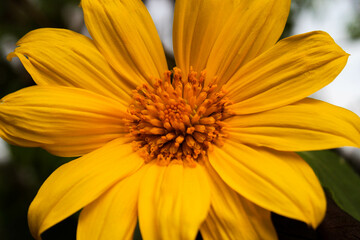 yellow flower closeup flower, yellow, nature, sunflower, plant, garden, summer, macro, flowers, petals, spring, sun, petal, blossom, flora, daisy, closeup, bloom, orange, close-up, beauty, sunflowers,