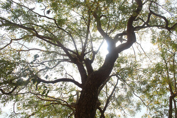 tree in the forest tree, forest, nature, green, branch, trunk, trees, leaves, leaf, branches, summer, wood, oak, plant, bark, old, spring, sky, environment, light, foliage, park, outdoors, woods, tall
