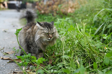 Naklejka na ściany i meble Lovely cat walking in the park at summer day with natural light.