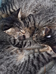 portrait of two tired striped cats lying on the floor