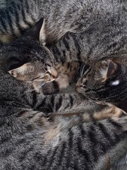 portrait of two tired striped cats lying on the floor