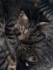 portrait of two tired striped cats lying on the floor