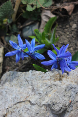 blue flowers in the garden