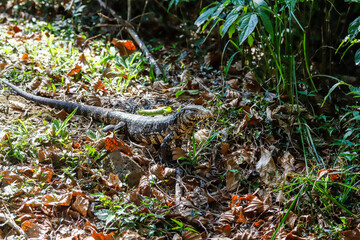 The Argentine black and white tegu