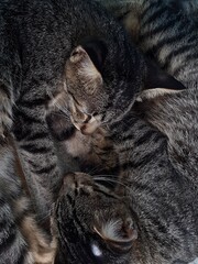 portrait of two tired striped cats lying on the floor