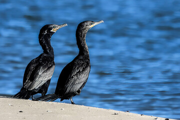 Two cormoran
